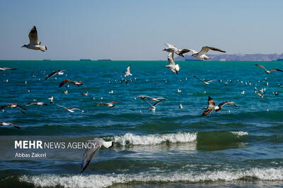  هشدار سطح زرد دریایی؛ وزش باد شدید و افزایش ارتفاع امواج تا ۲ متر