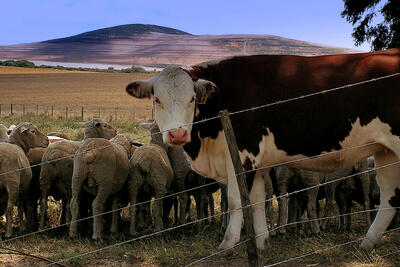  قیمت دام زنده امروز 19 بهمن 1404 + جدول