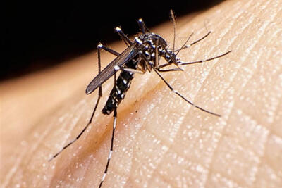  اقدام برای عقیم‌سازی پشه آئدس با کمک سازمان انرژی اتمی