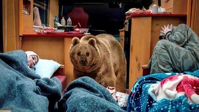  فیلم /سیروس مقدم درباره خرس سریال پایتخت: نخواستیم ضربه روحی به خرس وارد شود با عزت و احترام با حیوان برخورد کردیم/ برای خرس عسل و ماهی دادیم فکر می کنم دو تا سه ساعت آنجا بود و بعد هم خوابید