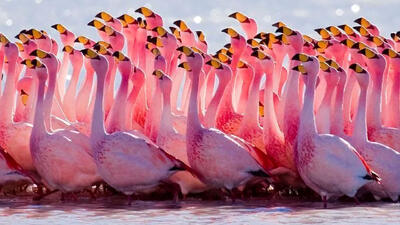  ۷۵۰۰ فلامینگو در تالاب‌ های خوزستان سرشماری شدند