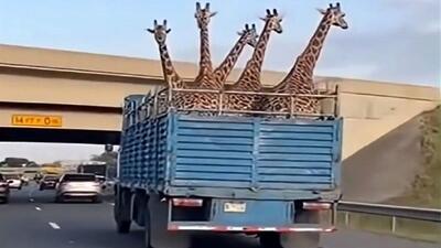  فیلم/ معماری طبیعت؛ وانت حمل زرافه های گردن دراز پر رفت زیر پل خالی دراومد