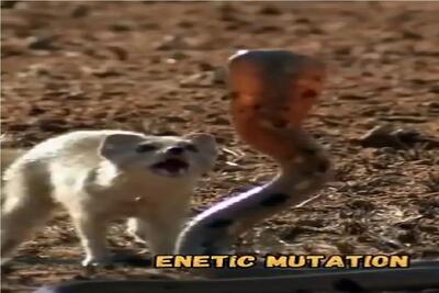  بر مدار وحش؛ مانگوس و مار عین سگ و گربه هی میپرن به هم