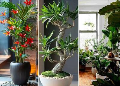  گیاهان آپارتمانی مقاوم و سازگار با هر محیط؛ سبزرویانی که زیر شکنجه و کم نوری هم زیبان