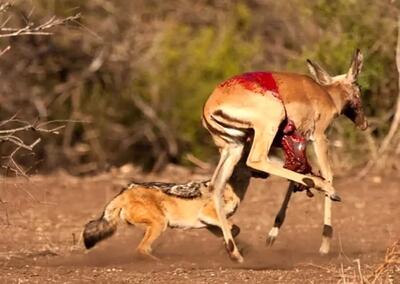  مستند حیات وحش؛ ایمپالای تازه زایمان کرده نای دویدن نداشت افتاد دام شغال