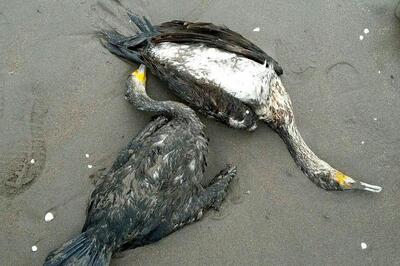  عامل مرگ دسته‌جمعی باکلان‌ها انسانی است