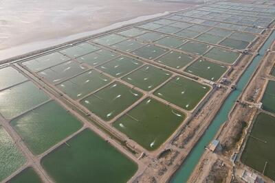  رونق میگوکاری در مکران / افتتاح سه مزرعه با سرمایه‌گذاری ۱۳۰۰ میلیارد ریال و اشتغال‌زایی برای ۱۱۰ نفر