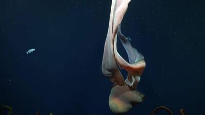  عروس دریایی غول‌پیکر و نادر به نام عروس دریایی شبح‌مانند در سواحل آرژانتین دیده شد