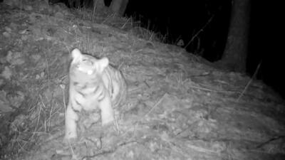  مقابله ببر کوچک و علف خشک