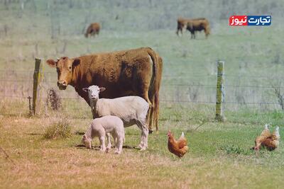  قیمت دام زنده امروز 19 بهمن 1404 + جدول