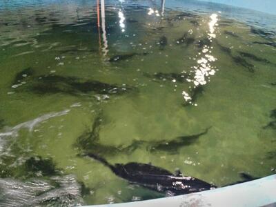  تکثیر فیل‌ماهی خاویاری در پاکدشت