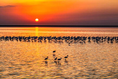  پرندگان مهاجر/گزارش تصویری