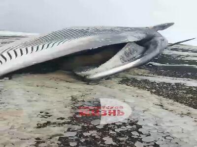  یک نهنگ عظیم‌الجثه در سواحل روسیه به گل نشست