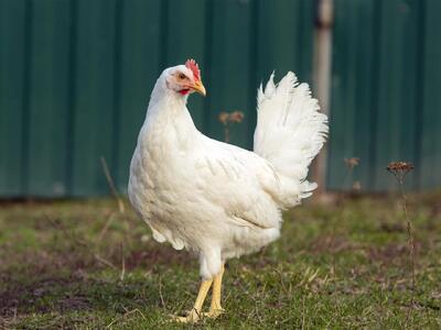  قیمت هرکیلو مرغ زنده در بازار