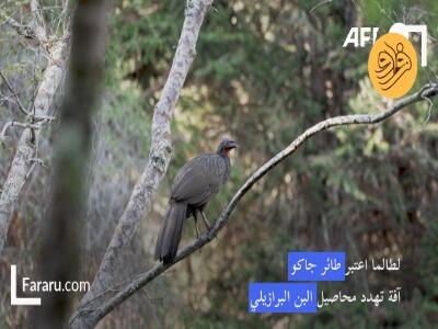  گران‌ترین قهوه جهان از فضله قرقاول