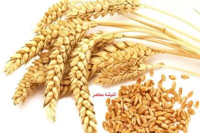  نرخ خرید تضمینی گندم و امنیت غذایی / سیاست جدید دولت در خرید محصولات استراتژیک / ذخیره میوه شب عید جهش کم‌سابقه داشت | اندیشه قرن