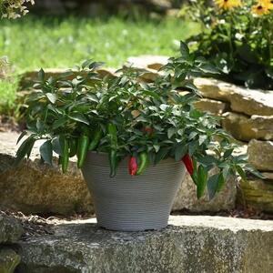  راز آرامش گیاهان / تماس فیزیکی بین گل‌ها / نتیجه‌ای شگفت‌انگیز