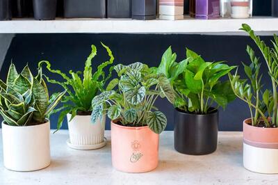  ۵ گیاه آپارتمانی کم‌نور که هر مبتدی باید بشناسد!