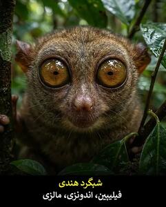  عجیب‌ترین صورت‌های دنیای حیوانات / چهره‌هایی که قوانین طبیعت را به‌هم زدند / راز بقایی که دانشمندان را شگفت‌زده کرد