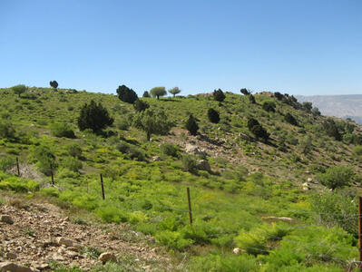  ذخیره های جنگلی خوزستان در آستانه نابودی