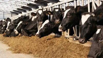  واردات نهاده دام؛ تهدیدی برای ارز و اقتصاد کشور