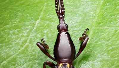  حشره کمیاب سرخرطومی بلوط در یک لحظه شکار شد(+عکس)