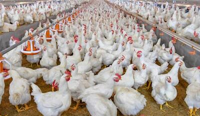  دوگانگی تورم در مرغداری‌های صنعتی؛ افت فصلی در کنار رشد سالانه