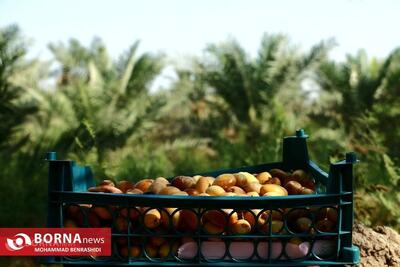  اختصاص ۱۰۰ میلیارد تومان تسهیلات برای توسعه خوشه خرمای خوزستان