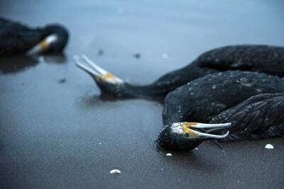  کشتار دسته جمعی باکلان‌ها؛ رد آزار بر تن آن‌ها