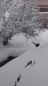  لبیک گربه‌ها در محاصره برف به دعوت امام مسجد