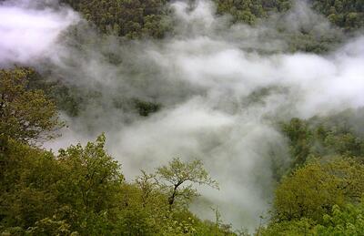  آتش بی‌برنامگی بر جان جنگل‌ها/ چرا عامل اصلی این آتش‌سوزی‌ها کنترل نمی‌شود؟