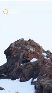  صحنه‌ای نادر و دیدنی از سه پلنگ برفی در یک قاب