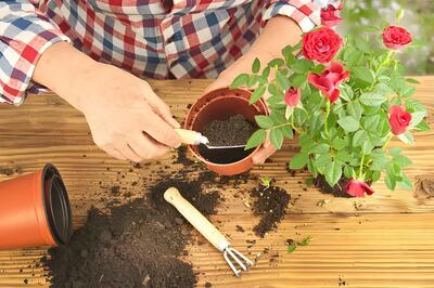  چگونه پس از انتقال گل از گلخانه آن را سالم نگه داریم؟