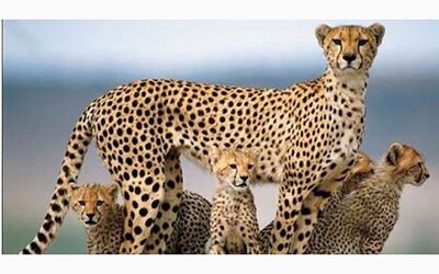  خبرخوش از جمعیت یوزپلنگ آسیایی + ویدئو