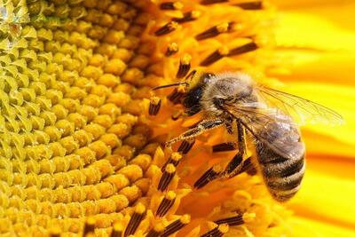  نژاد زنبور عسل ایرانی حفظ شد