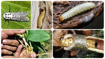  دستیابی ایران به فناوری جدید مبارزه غیر شیمیایی با آفات گیاهی