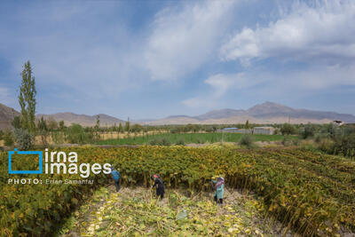  ۷ هزار مجوز برای تغییر کاربری اراضی صادر شد