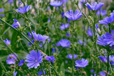  آیا گیاهان هم در سختی به یکدیگر تکیه می‌کنند؟