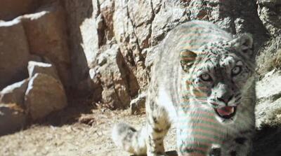  حمله پلنگ به دو نفر در منطقه کنگلوِ سوادکوه