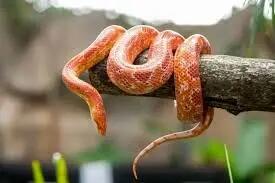  چگونه بعضی از مارها یک سال غذا نمی‌خورند؟