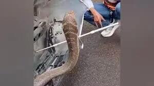  کشف شاه کبرای چهار متری در موتور یک وانت در تایلند/ ویدئو