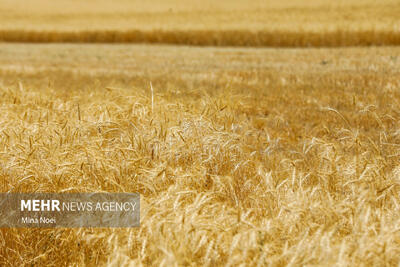  قیمت گندم نباید از نرخ جو کمتر باشد