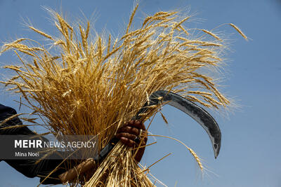  امروز قیمت گندم در کمیسیون تخصصی بررسی می‌شود