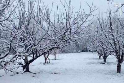  پیش‌بینی ۵ روزه هوای تهران/ برف و باران ادامه دارد