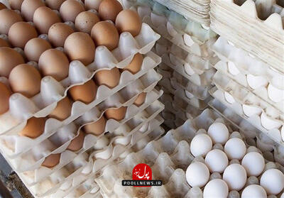  تخم‌مرغ ۶۲ درصد گران شد