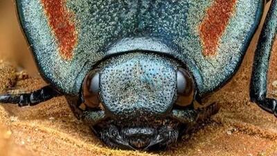  سوسک کلیک، موجودی با قدرت جهش خارق العاده / دلیل نامگذاری + تصاویر جذاب