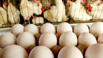  قیمت جدید تخم‌مرغ اعلام شد/ یک شانه ۳۰ عددی تخم‌مرغ چند؟