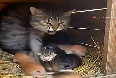  معماری طبیعت؛ گربه خر مغز در دفاع از توله هاش کتکشون زد