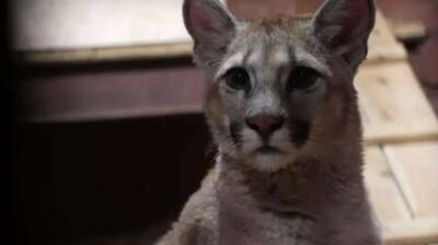  یک مسکویی یک توله پوما را به فرزندی پذیرفت، اما بعداً متوجه شد که نمی‌تواند با این حیوان کنار بیاید