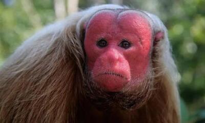  شگفت انگیزترین صورت‌ها در میان حیوانات!